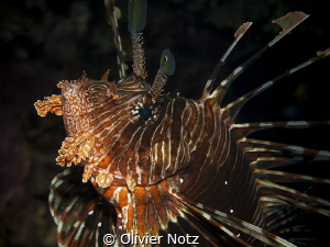 The lionfish found his face mirrored in the plan port  qu... by Olivier Notz 
